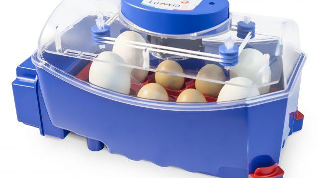 4. Le uova: prima dell incubazione le uova devono essere mantenute in un