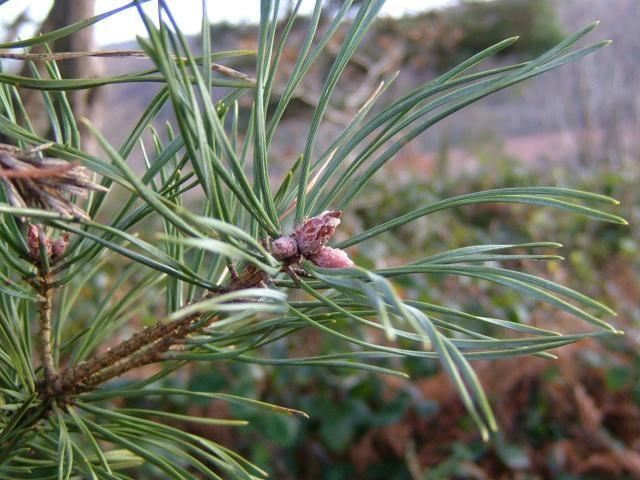 sylvestris, Pino silvestre Conifera originaria dell'europa e dell'asia settentrionale dal fusto ramificato dalla base e la chioma piramidale in gioventù, in seguito perde i rami