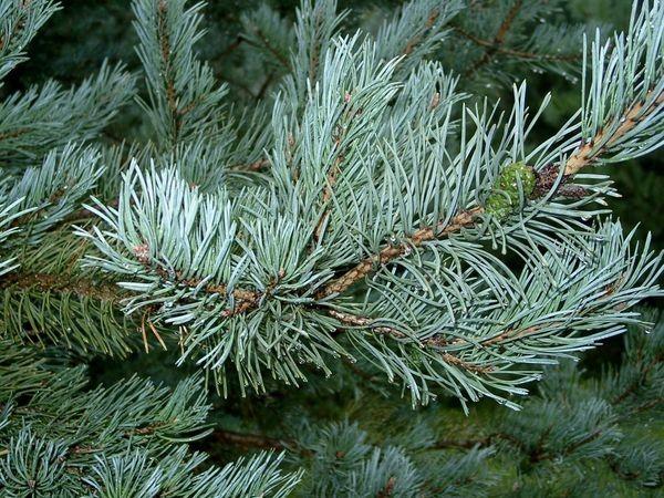 sylvestris Glauca Conifera conica in gioventù, irregolare con l'età.