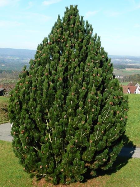 Se viene innestata al piede la chioma è prostrata, se viene innestata su un fusto prende la forma di un piccolo albero