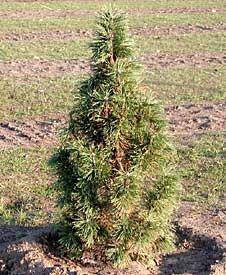 Non ha esigenze in fatto di terreno, viene impiegata in giardini piccoli e medi da sola, in gruppo nei parchi.