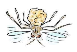 MALARIA che cosa è? La malaria è una malattia infettiva trasmessa all uomo da zanzare del genere Anopheles.