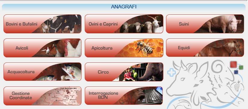 Le anagrafi zootecniche La Banca Dati Nazionale per le Anagrafi Zootecniche si compone de principalmente di applicazioni web per la gestione dei dati degli