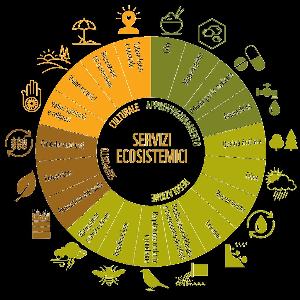 Il ruolo ecologico delle piante Il ruolo ecologico delle piante e