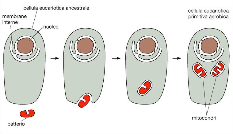 I mitocondri L origine dei mitocondri, teoria endosimbiontica Prima della comparsa dell