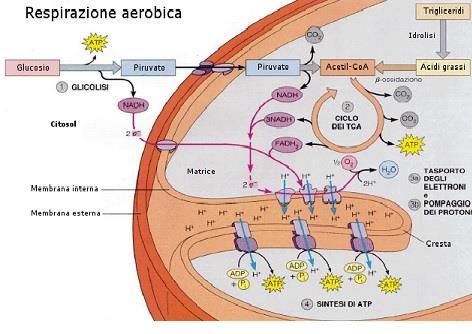 I mitocondri Tutti gli elettroni raccolti dalle molecole NAD e FAD sono successivamente spinti attraverso delle proteine di trasporto (citocromi) verso la camera mitocondriale esterna.