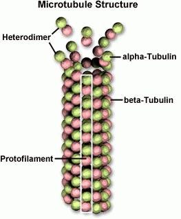 Il citoscheletro: i microtubuli Sono tubi cavi, formati dalla polimerizzazione di un dimero formato da due proteine alpha-tubulina e betatubulina.