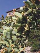 panorami maremonti, quelli sulla val Roja e sulla val Nervia. Infine lo scenario dei vigneti, con le uve per il Rossese di Dolceacqua doc : il miglior rosso (unitamente all Ormeasco) della Liguria.