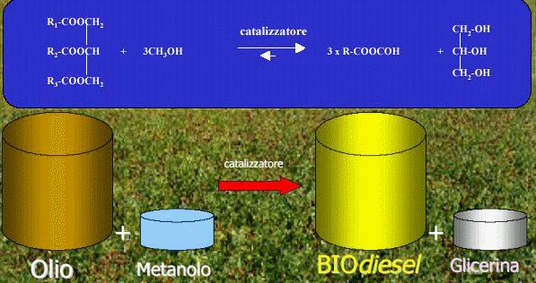 Il biodisel e le biomasse lio di colza Biomassa: sostanza organica derivante direttamente o indirettamente dalla fotosintesi clorofilliana Biodiesel Struttura chimica dell olio di colza Frazione C16