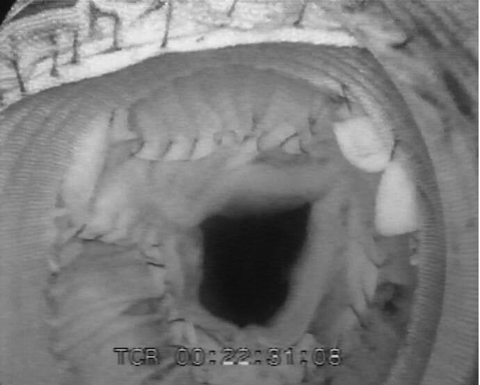 Come ben compreso da Leonardo circa 500 anni orsono, è proprio per la presenza dei vortici formatisi nei seni ( eddy currents ) che i lembi non solo non vanno a contatto con la parete aortica, ma