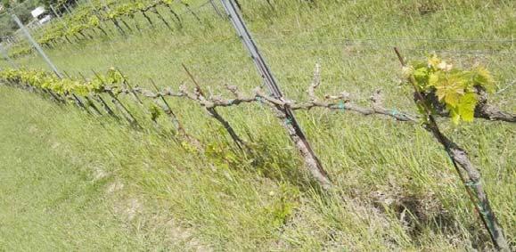 PERONOSPORA (Plasmopara viticola). Non sono state riscontrate allerte d infezione nelle settimane passate per l azienda pilota, né sono stati osservati sintomi durante i monitoraggi.