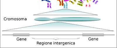 La genomica è una branca della biologia molecolare che si occupa dello studio del genoma degli organismi viventi.