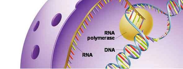 studia l'insieme degli RNA