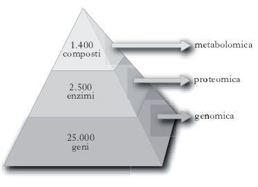 La metabolomica è una branca della biologia molecolare che si occupa dello studio di come interagiscono metaboliti e proteine nel