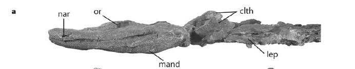 Aprile 2006: Tiktaalik!