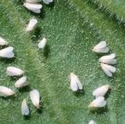 BIANCA - Aiuta a potenziare la resistenza delle piante contro la mosca bianca - Aiuta alla ripresa e la crescita di piante aggredite dalla mosca bianca - Adatto per coltivazione di piante -