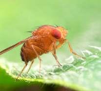 DROSOPHILA SUZUKII - Aiuta a potenziare la resistenza delle piante contro la Drosophila suzukii. - Aiuta alla ripresa e la crescita di piante aggredite dalla Drosophila suzukii.