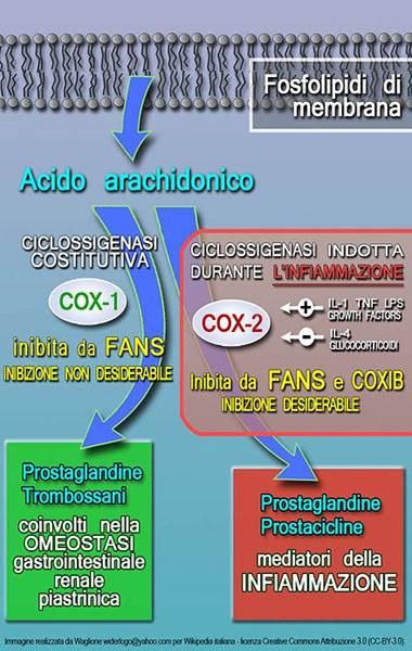 I FANS e le ciclossigenasi I FANS si legano al sito catalitico delle COX e impediscono fisicamente l accesso dell acido