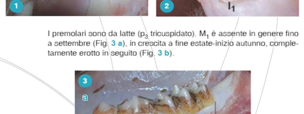 ogni emimandibola A livello mascellare sono presenti