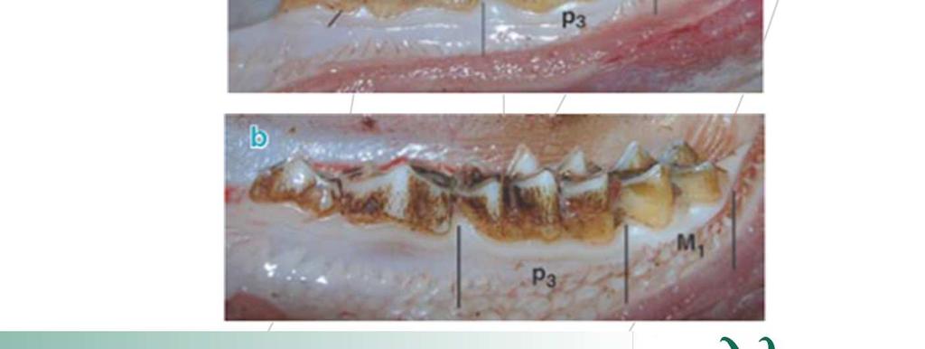 tricuspidato Il primo molare (M1) definitivo compare