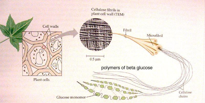 Unità di glucoso legate da legami glicosidici (β 1 4).