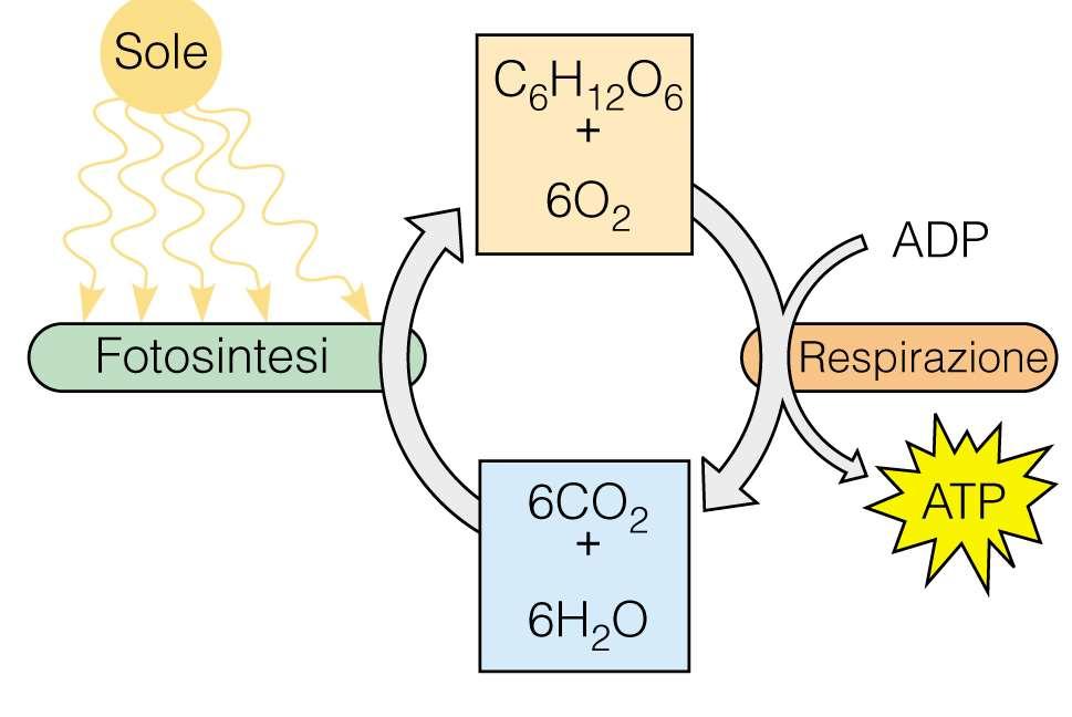 Il principale ciclo energetico della biosfera si basa sul metabolismo dei carboidrati L ossidazione