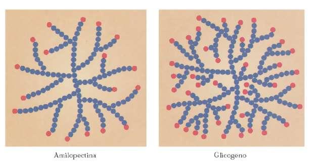 glicogeno è uguale a quella dell