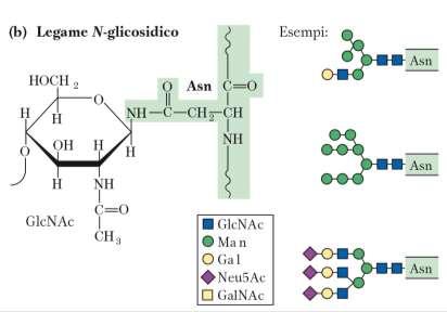 Glicoproteine