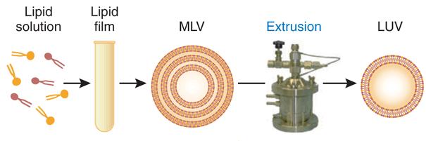 Liposomes: