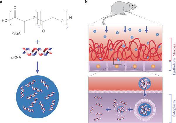 Nanoparticelle di PLGA Nanosistemi Il copolimenro
