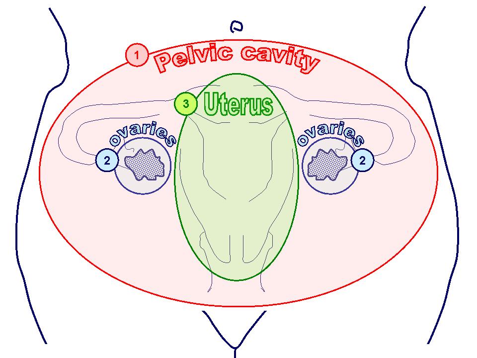 1 Inflammation-related processes impairs sperm-oocyte interactions: Reduced chances of