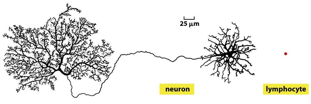 Figure 7-1 Molecular Biology of