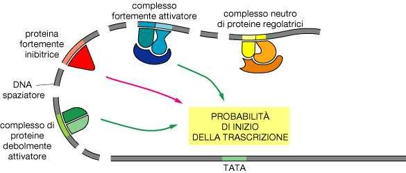 Complessi proteici differenti si legano a regioni