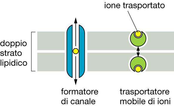 Ionofori Gli ionofori sono piccole molecole idrofobiche prodotte da microrganismi forse come armi biologiche contro competitori o prede Agiscono mascherando la carica dello ione da trasportare.