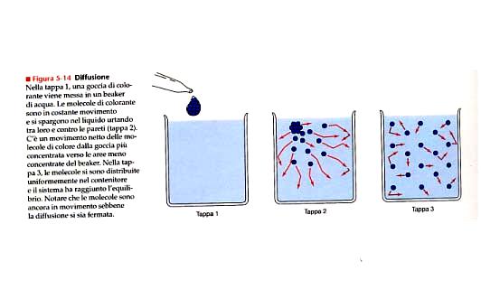 Diffusione semplice Diffusione: trasporto unidirezionale in cui un soluto si porta, per agitazione termica, da un ambiente più concentrato a quello meno concentrato sino ad un equilibrio di