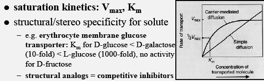 Km = 1,5 mm (alla conc ematica 5 mm - 77 %) GLUT1 (eritrociti) - bassa Km (1,5 mm). Assunzione di Glu continua e indipendente da piccole variazioni di concentrazione ematica.