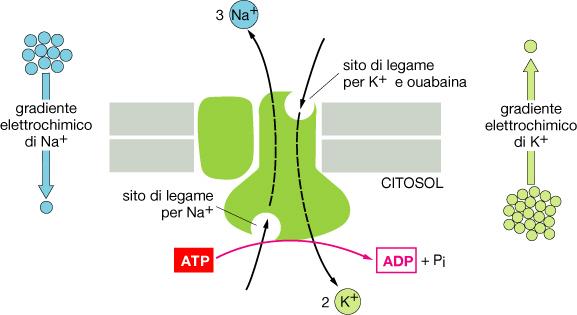 La Pompa Na + /K + -ATPasi La Na + /K + -ATPasi mantiene i gradienti di Na + e K + tra l ambiente intra e quello extra-cellulare E localizzata sulla membrana plasmatica di tutte le cellule, nelle
