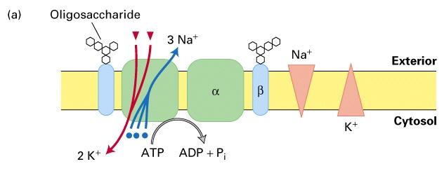 Caratteristiche e importanza della Pompa Na + /K + -ATPasi Coadiuva il corretto ripiegamento delle subunità alfa.