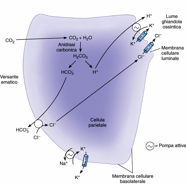 La pompa H + K + Secrezione di HCl nelle cellule parietali K + retrodiffonde H + K + ATPasi La H + K + ATPasi è presente ad alta densità sulla membrana apicale La fuoriuscita di K + dal lato apicale