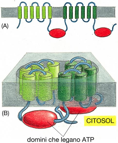 cui avviene la rimozione di prodotti tossici naturali.