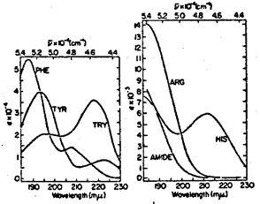 Le catene laterali di: aspartico, glutammico, asparagina, glutammina, lisina, cisteina e istidina assorbono nella medesima regione in cui si trova la banda di assorbimento peptidico "forte" (190 nm).