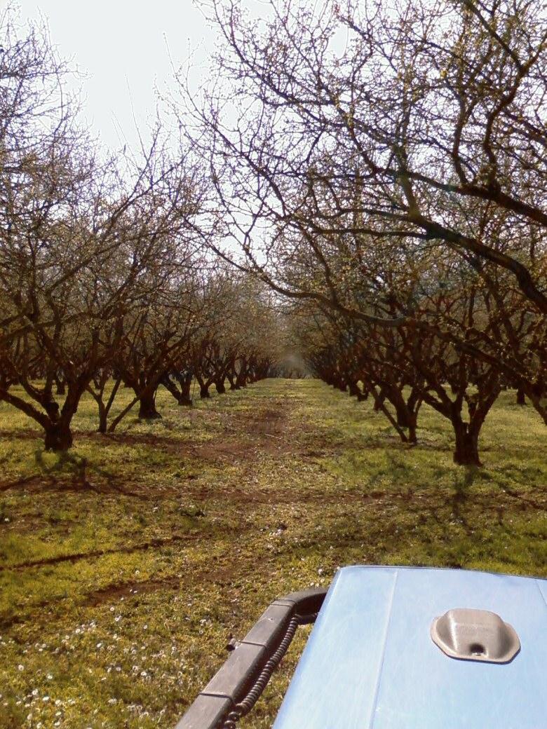 Campo di applicazione 1. Problematiche della meccanizzazione in condizioni orografiche complesse; 2. Valorizzazione delle migliori cultivar di nocciolo e sviluppo di un moderno vivaismo; 3.