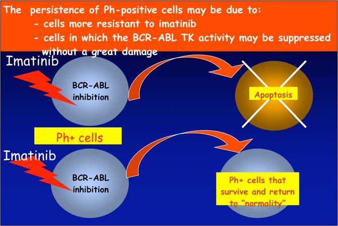 The persistence of Ph-positive cells may be due to: - cells more resistant to imatinib - cells in which the BCR-ABL TK activity may be suppressed