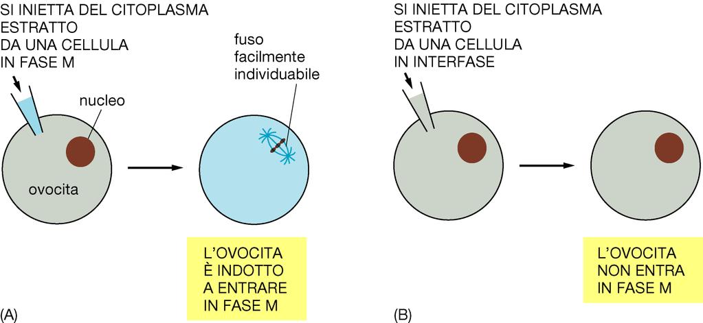 Sistema di controllo del ciclo cellulare Le cellula deve controllare e coordinare due insiemi di proteine: Quelle deputate a sintetizzare i nuovi componenti della cellula Quelle deputate a