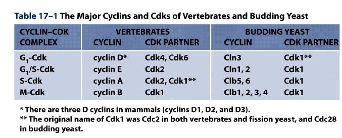 Ci sono QUATTRO CLASSI DI CICLINE, ciascuna definita dallo stadio del ciclo cellulare in cui si lega alla