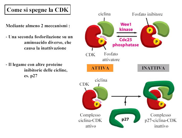 del ciclo cellulare.