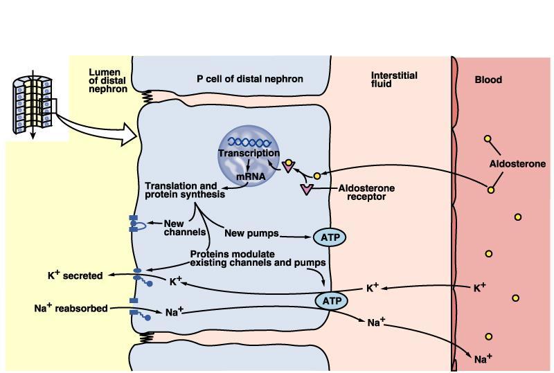 Meccanismo d azione dell aldosterone L aldosterone è un importante regolatore del bilancio idrosalino ed in particolare del contenuto di Na + e K + dei liquidi corporei.