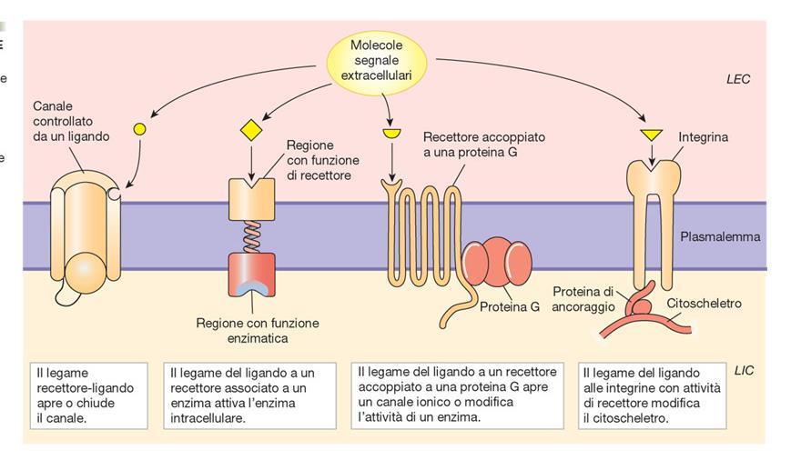 Liquido extracellulare Recettori ionotropici (recettori-canale) Molecola segnale extracellulare Il legame del ligando al dominio recettoriale induce un cambiamento conformazionale del gate con