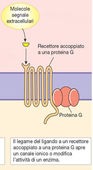 Recettori accoppiati a proteine G (detti anche recettori a 7 domini transmembrana) Rappresentano la famiglia recettoriale più numerosa.