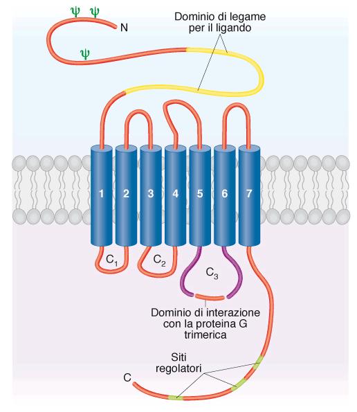 Recettori accoppiati a proteine G - Struttura - Il recettore accoppiato a proteine G comprende 7 α-eliche, altamente conservate, che
